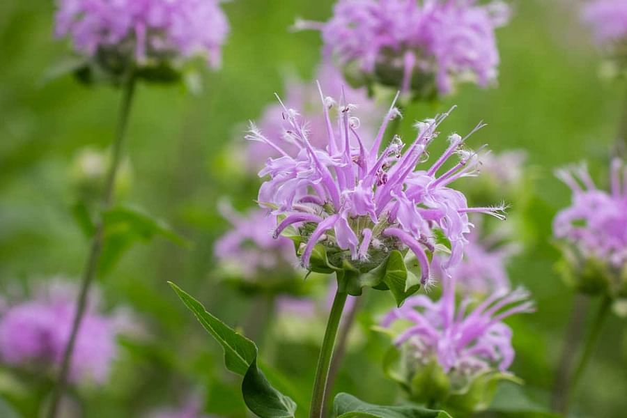 Wild Bergamot plant
