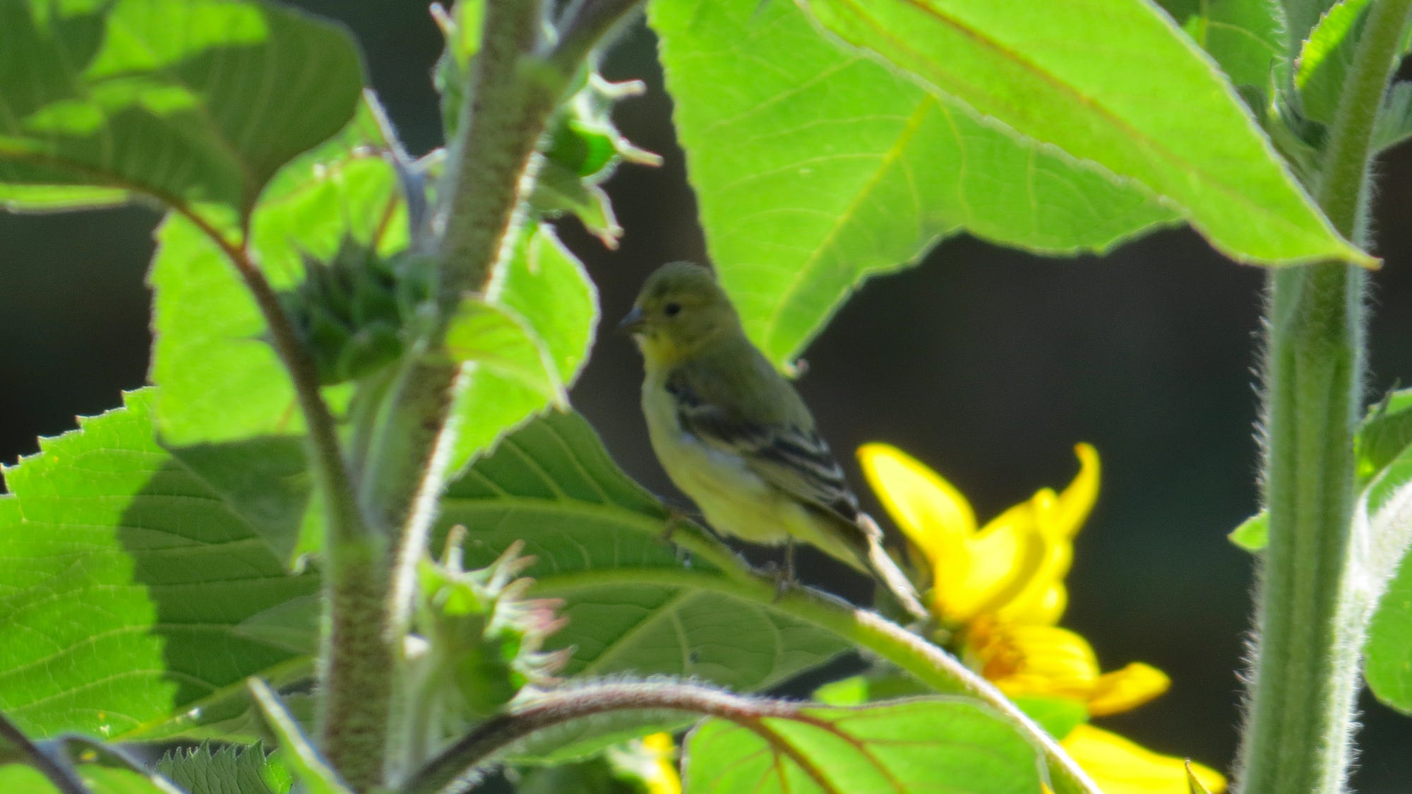 American Goldfinch with sunflowers