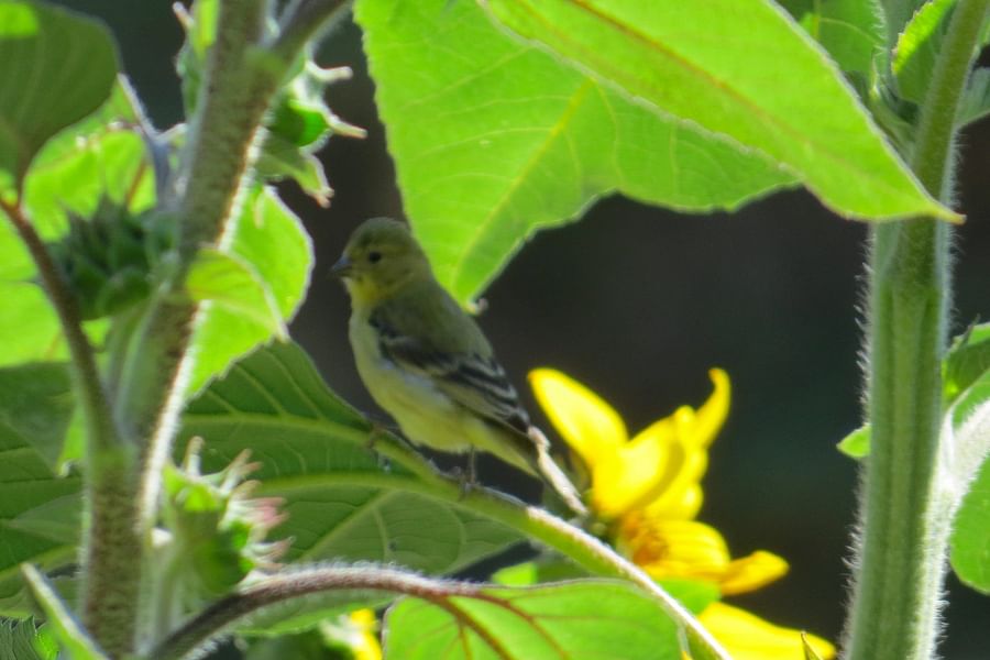American Goldfinch with sunflowers