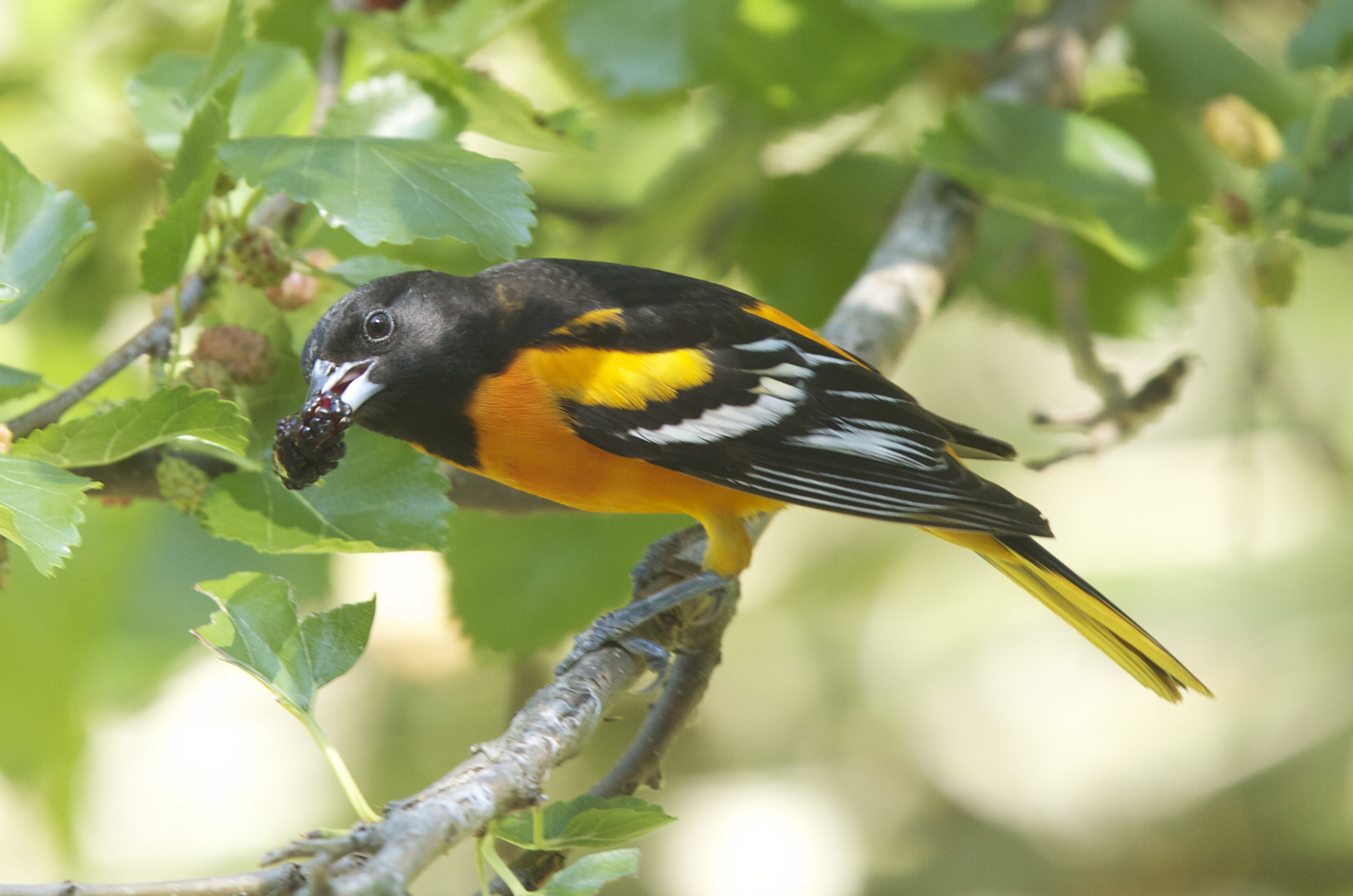 Baltimore Oriole with mulberry tree