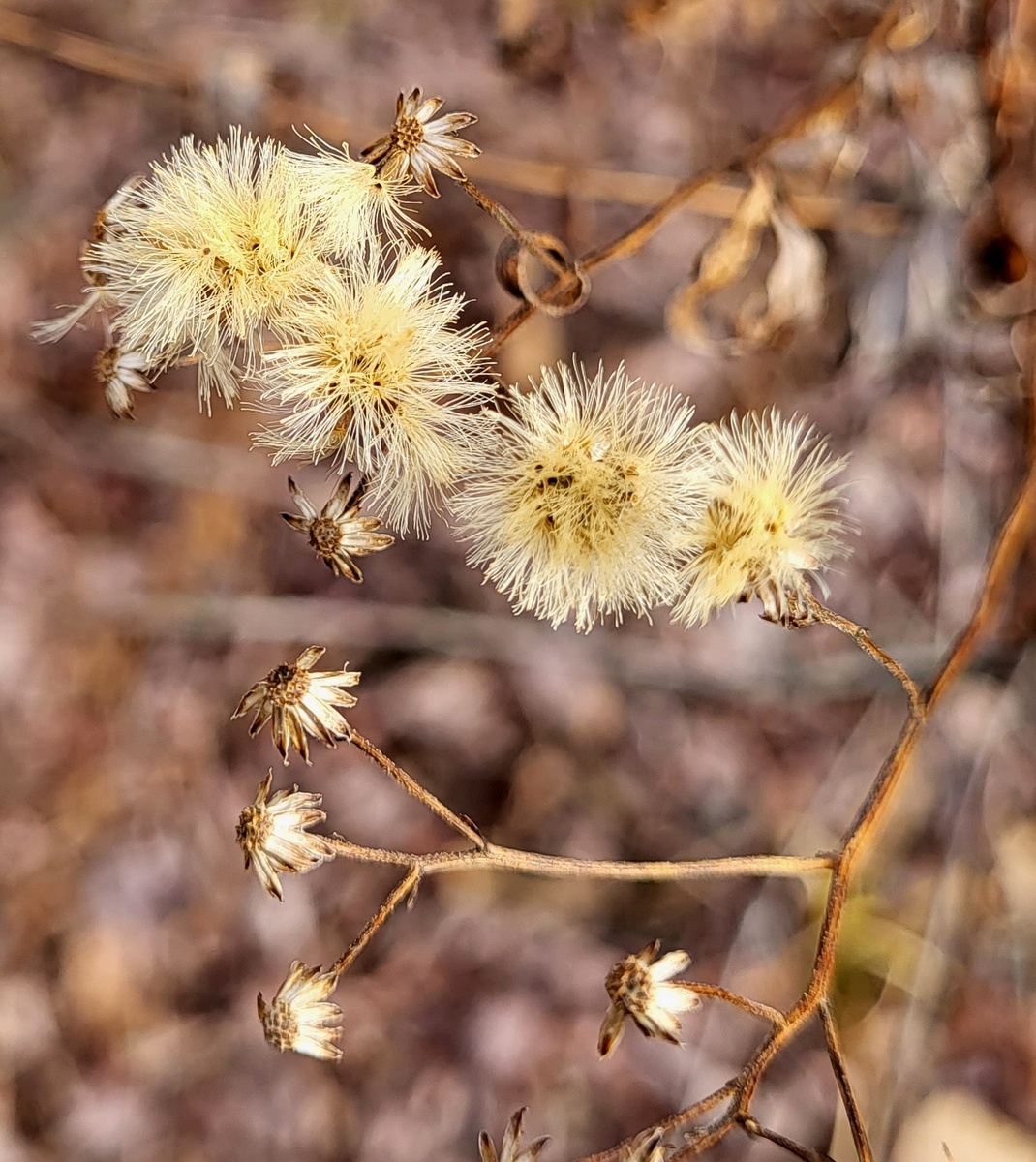 Black-capped Chickadee with aster flowers
