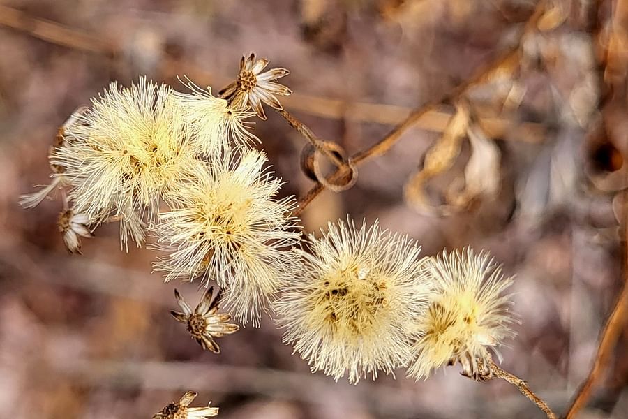 Black-capped Chickadee with aster flowers