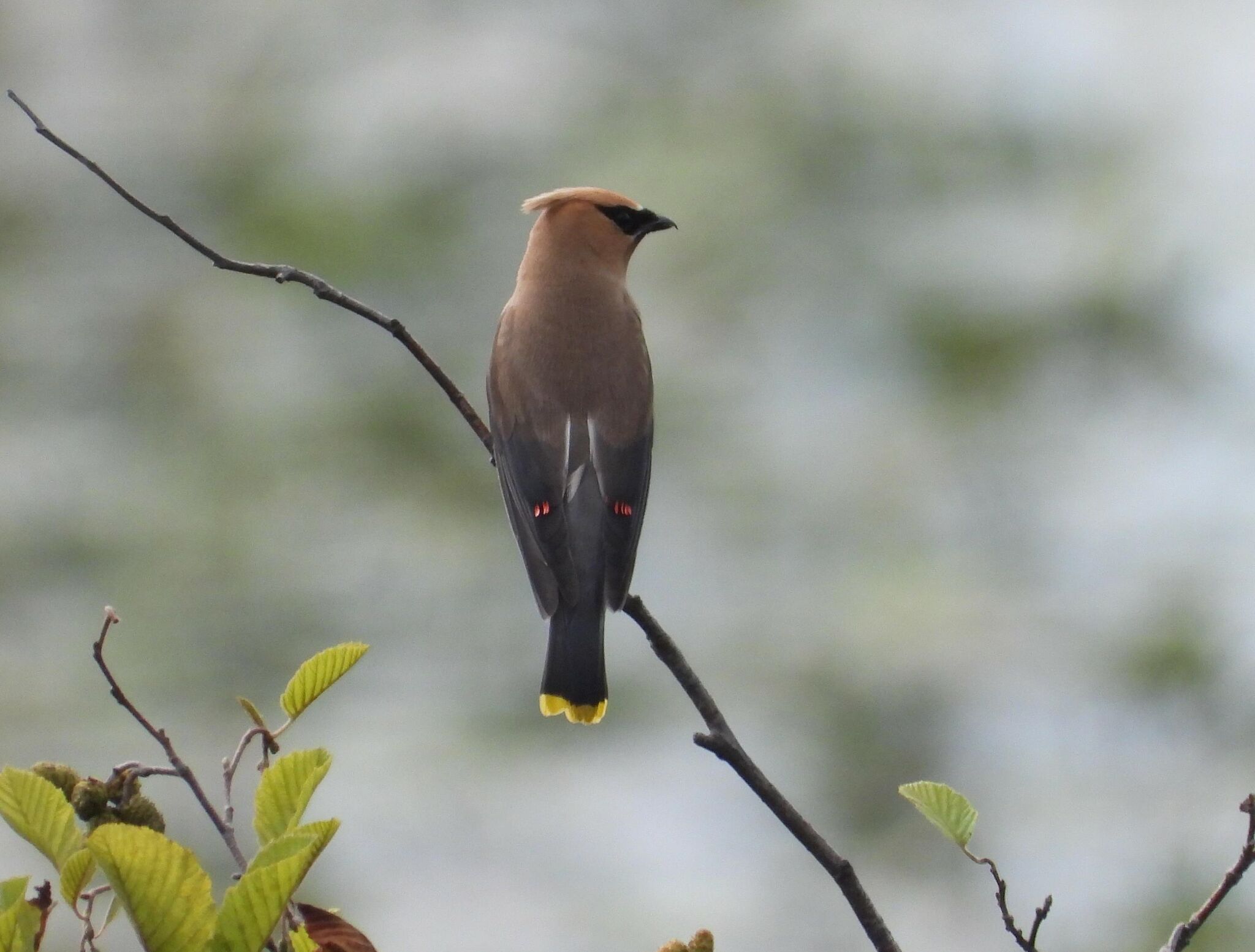 Cedar Waxwing with juniper berries