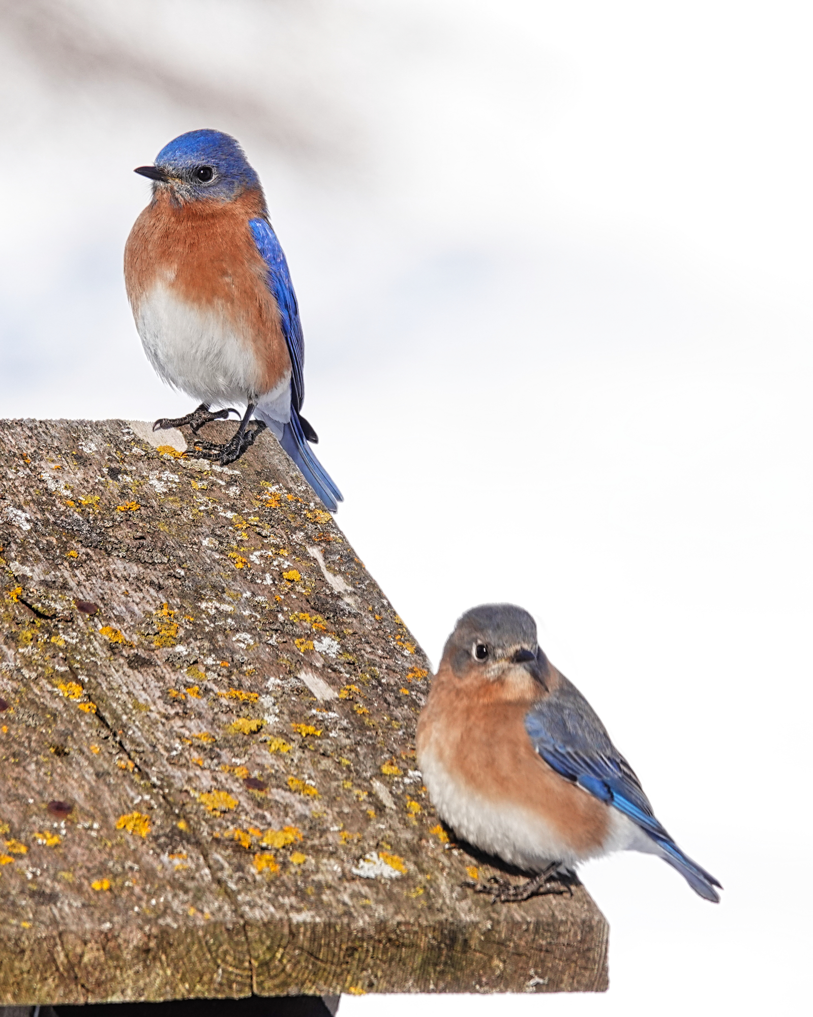 Eastern Bluebird on dogwood