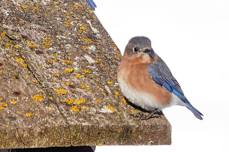 Eastern Bluebird on dogwood