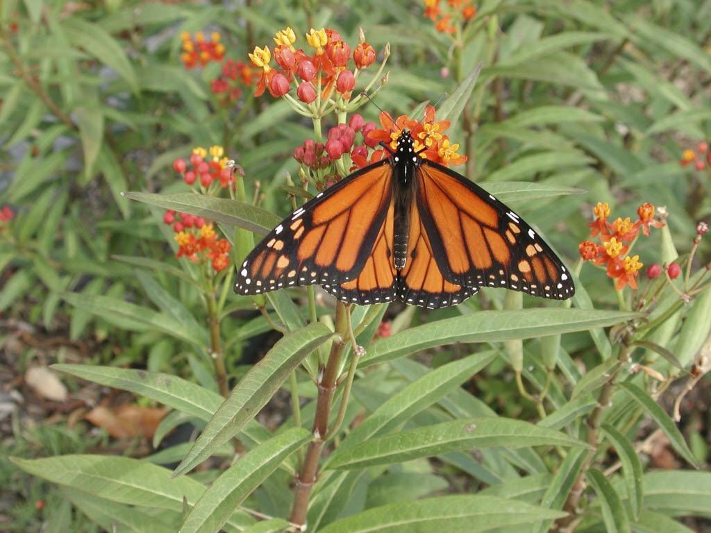 Monarch Butterfly on milkweed