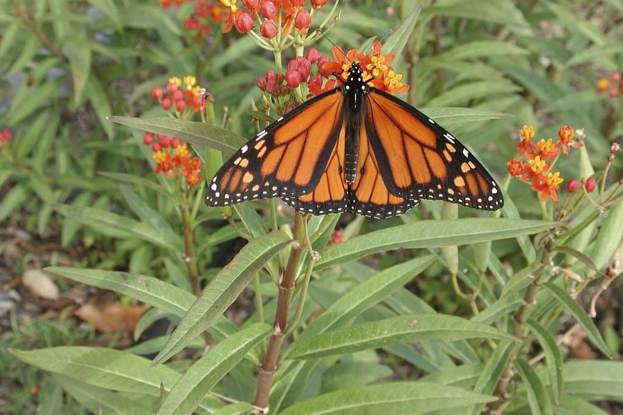 Monarch Butterfly on milkweed