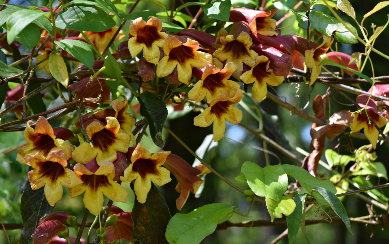 native climbing plants for birds