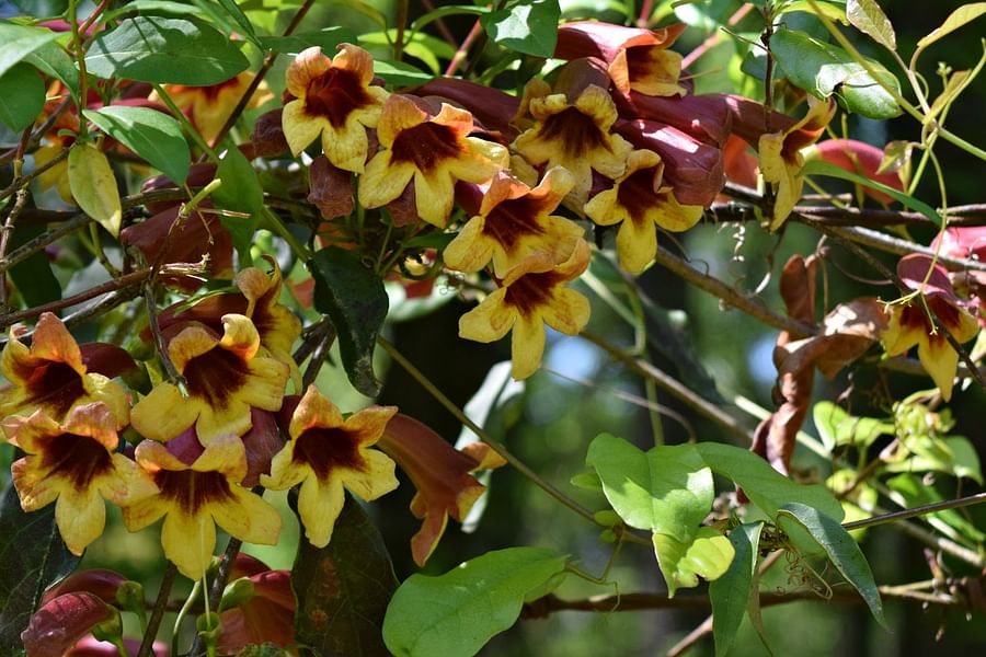 native climbing plants for birds