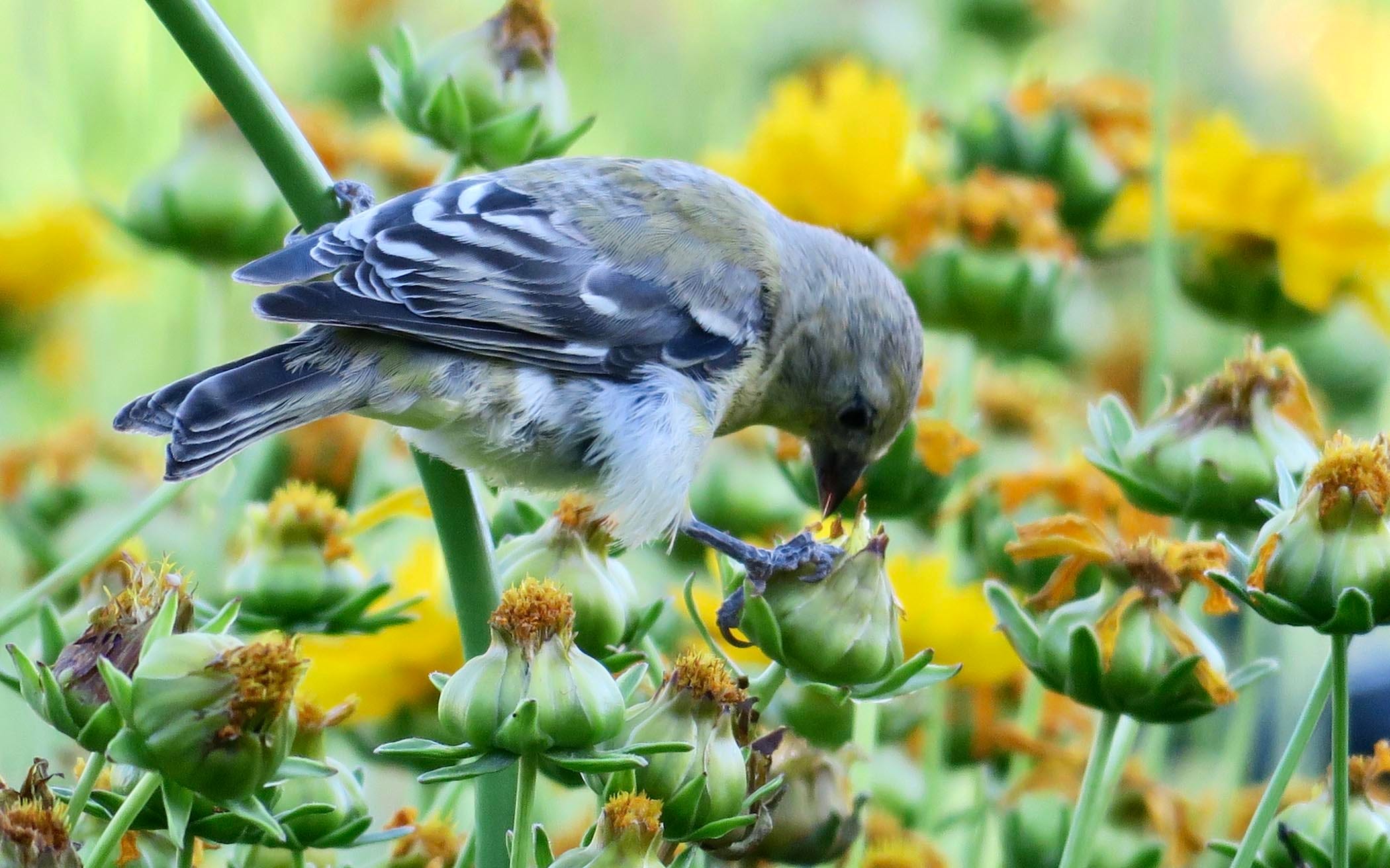native groundcovers for birds