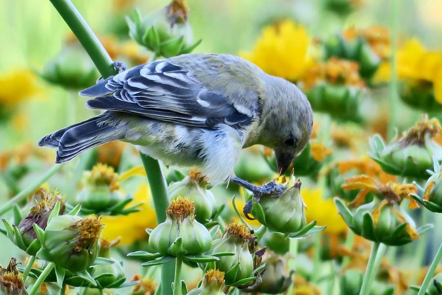 native groundcovers for birds
