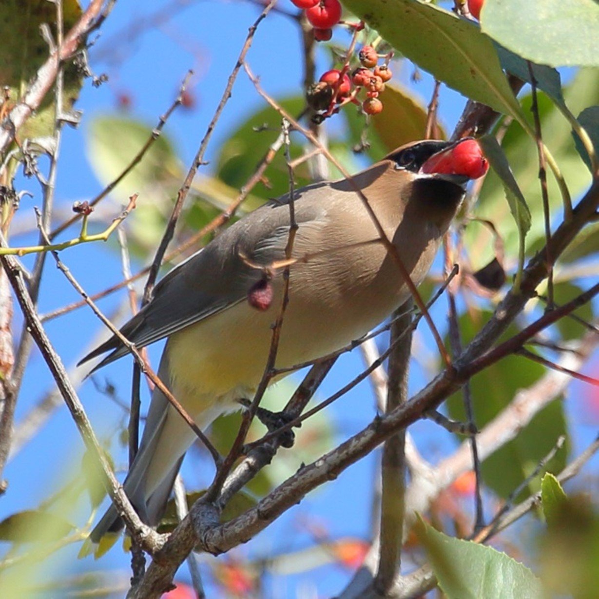 native understory shrubs for birds