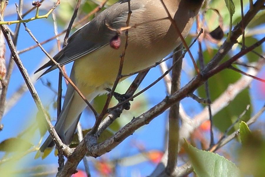 native understory shrubs for birds