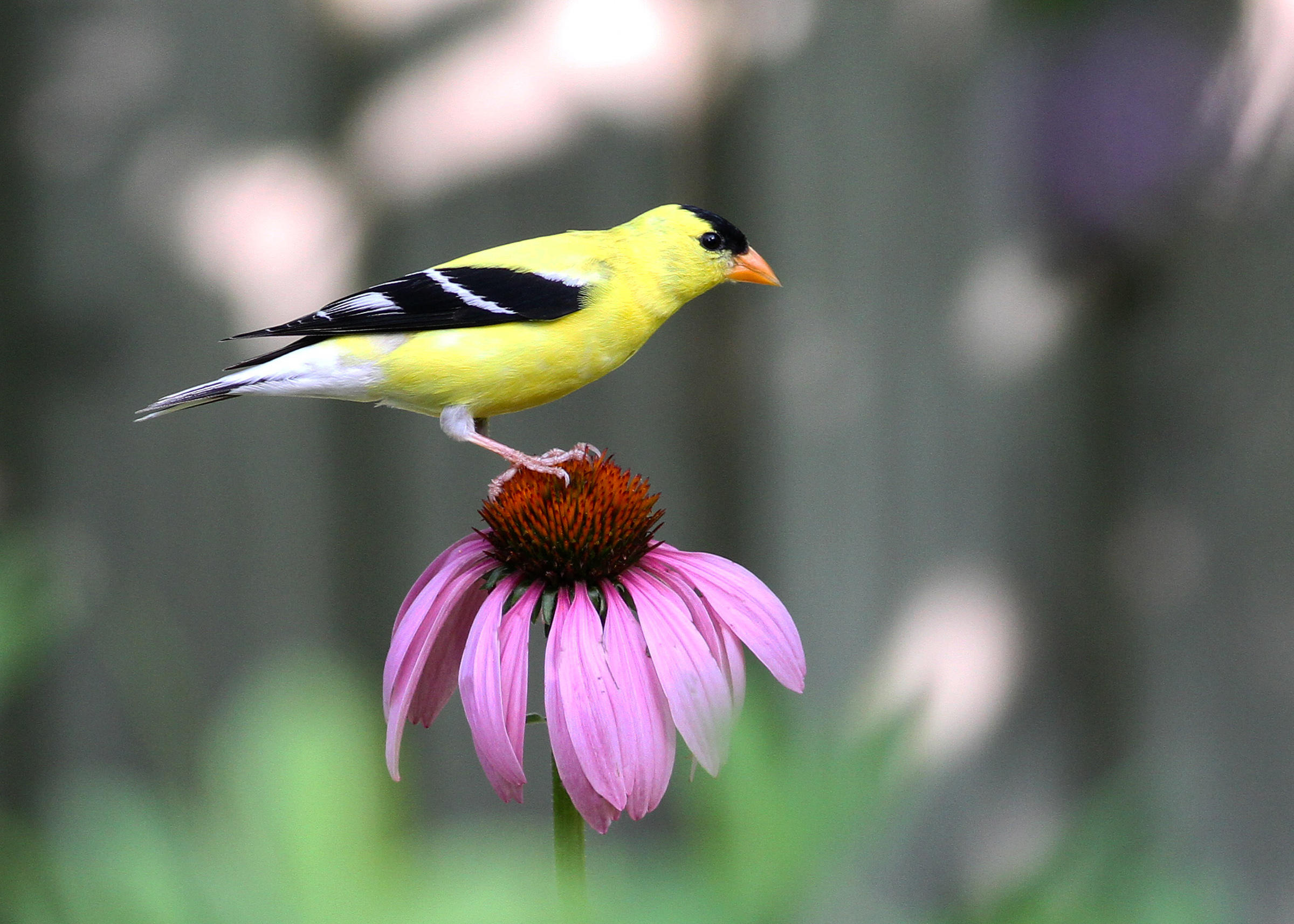native wildflowers and ferns for bird garden