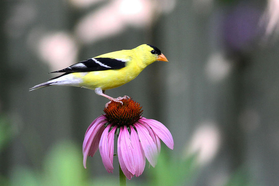 native wildflowers and ferns for bird garden