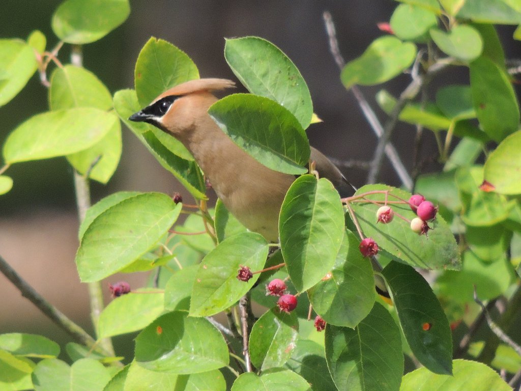 Northern Cardinal with serviceberry