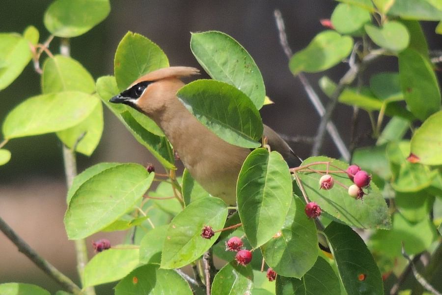Northern Cardinal with serviceberry