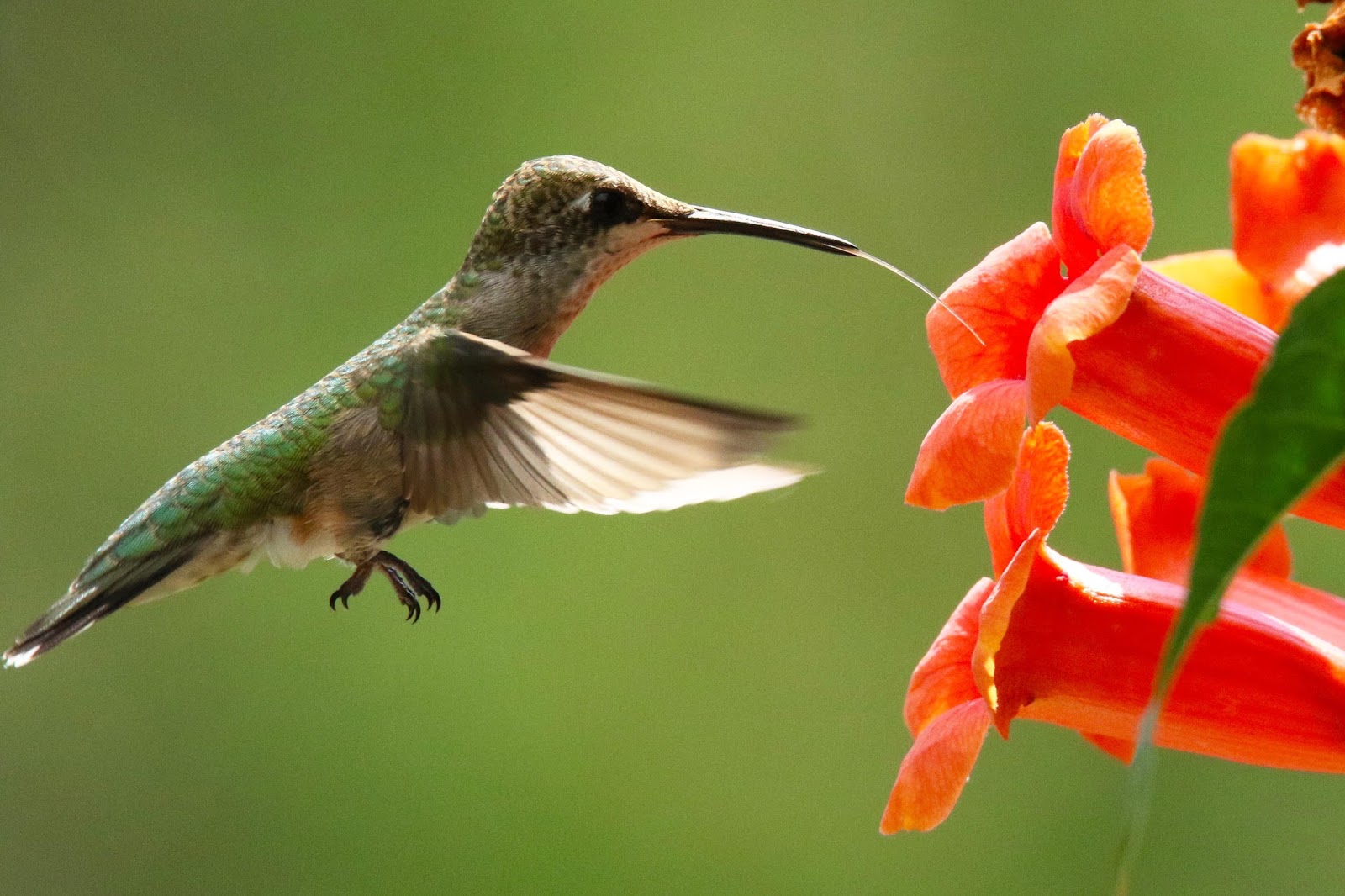 Ruby-throated Hummingbird with trumpet vine