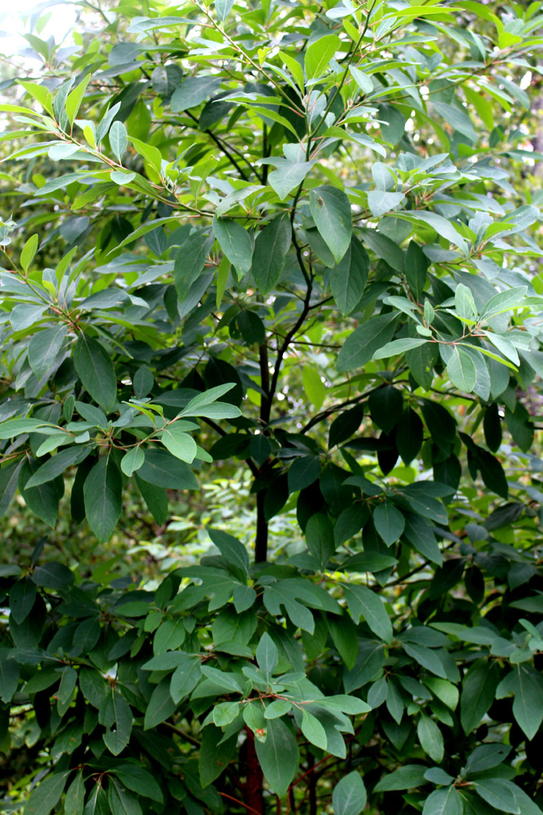 tall native trees for birds