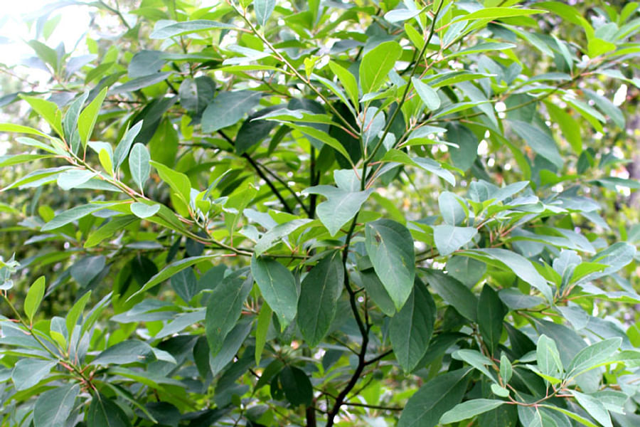 tall native trees for birds