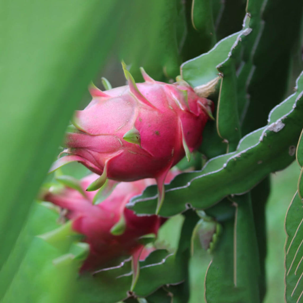 Dragon Fruit Flower Hylocereus undatus night