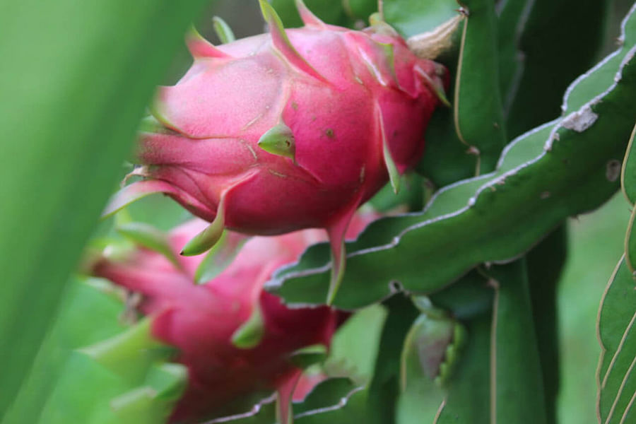 Dragon Fruit Flower Hylocereus undatus night