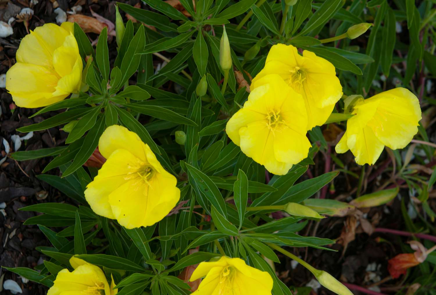 Evening Primrose Oenothera biennis night