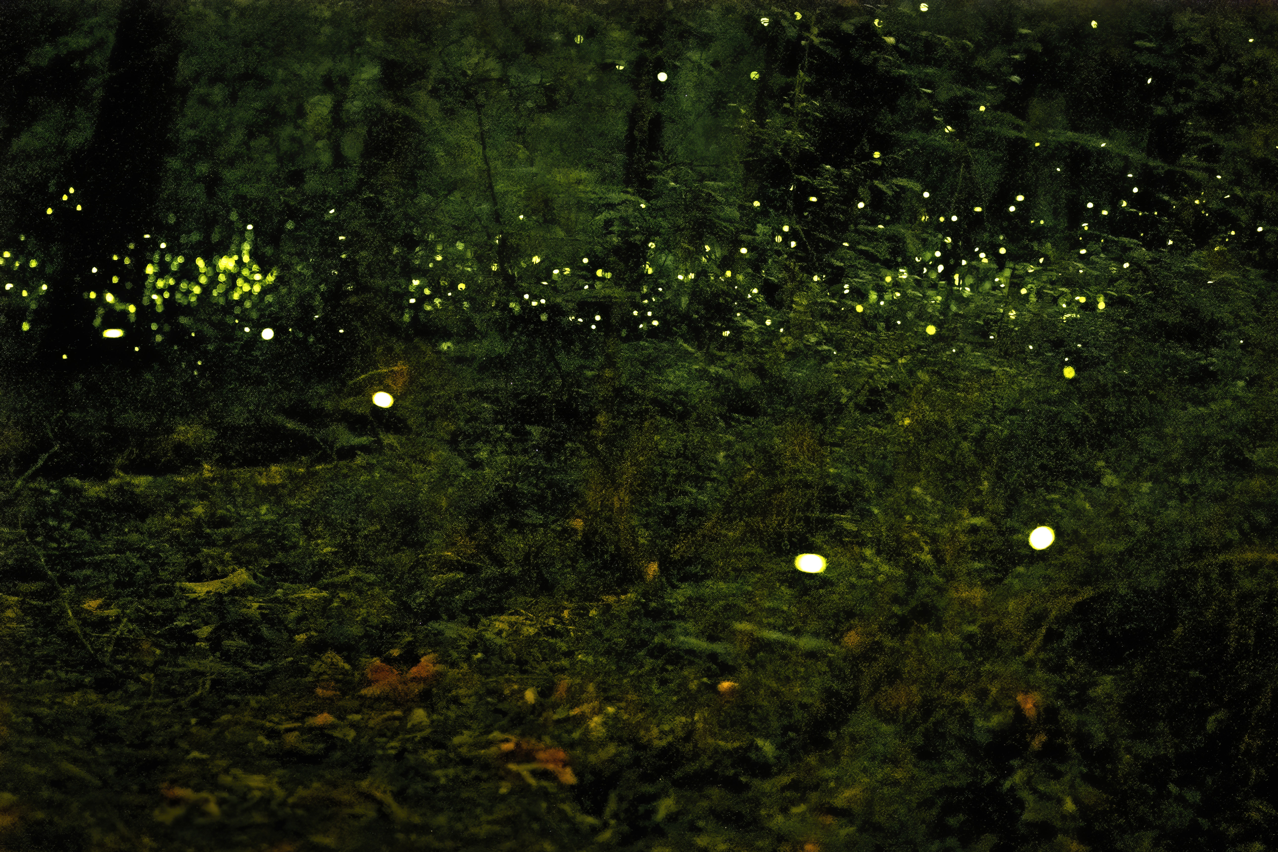 fireflies in garden habitat