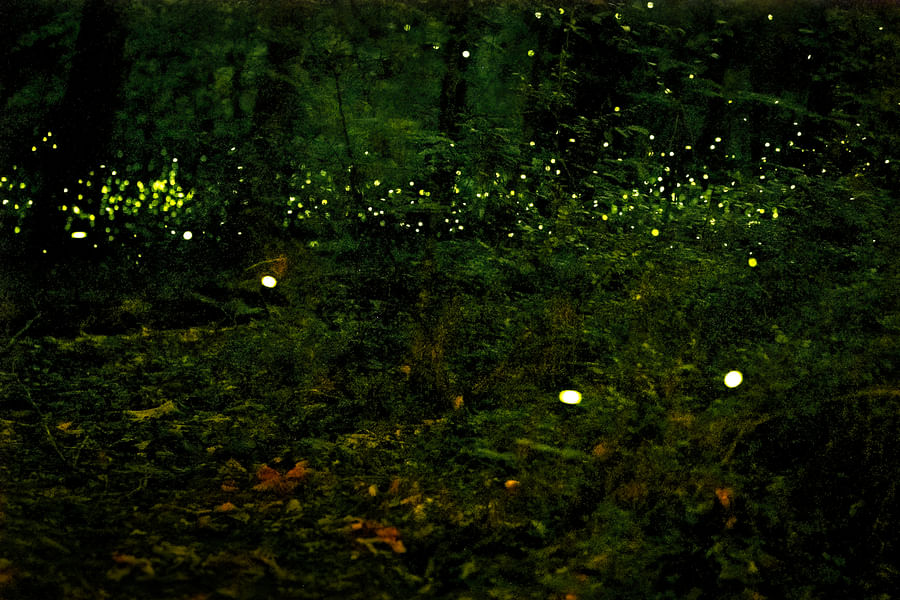 fireflies in garden habitat