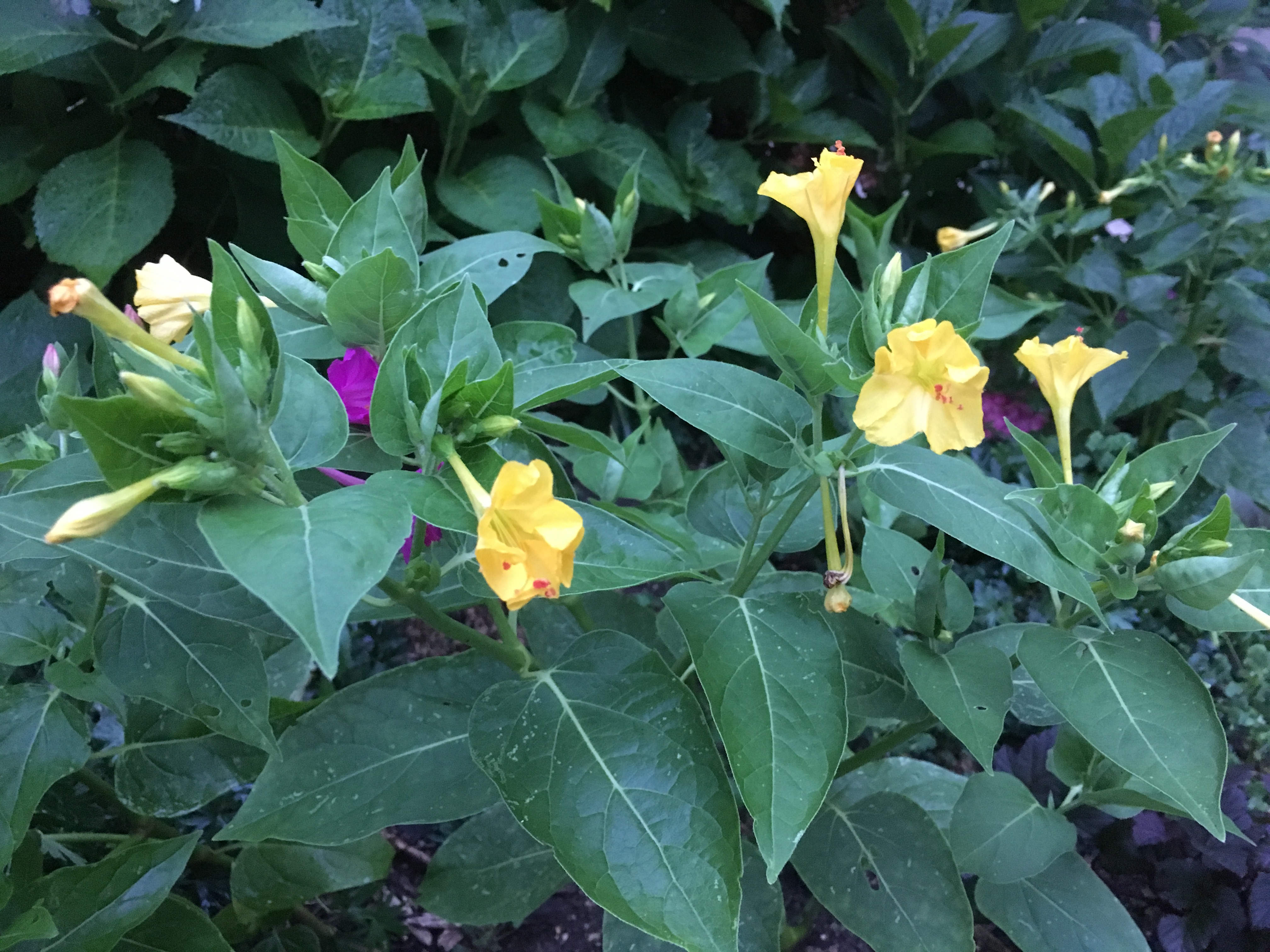 Four O'Clock Mirabilis jalapa night