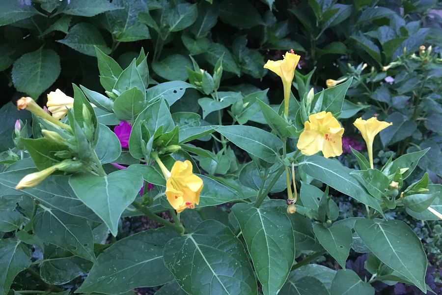 Four O'Clock Mirabilis jalapa night