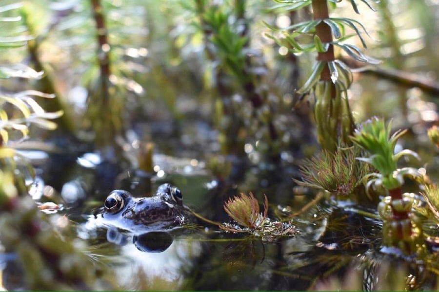 garden pond for frogs and toads