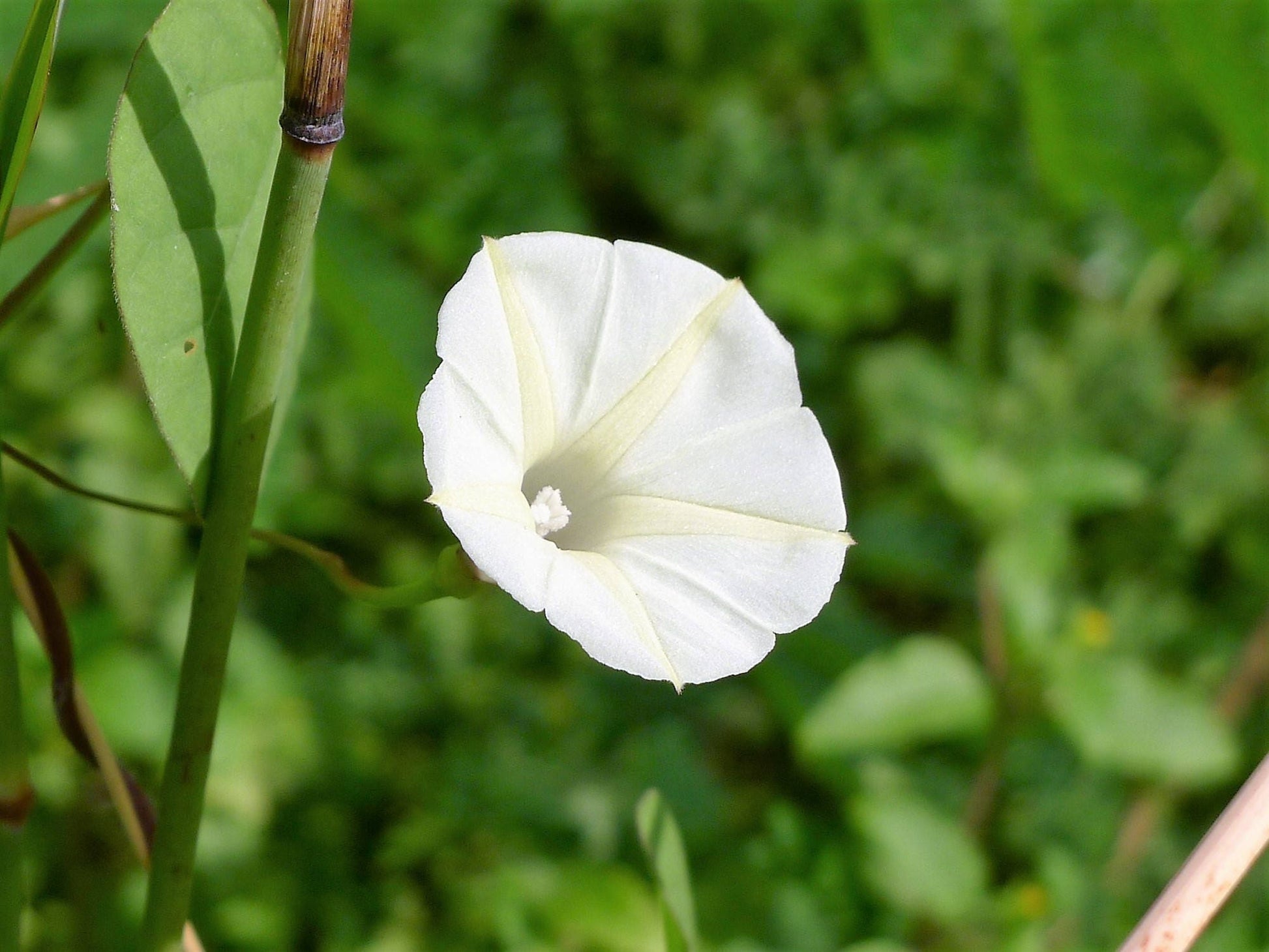 Moonflower Ipomoea alba bloom