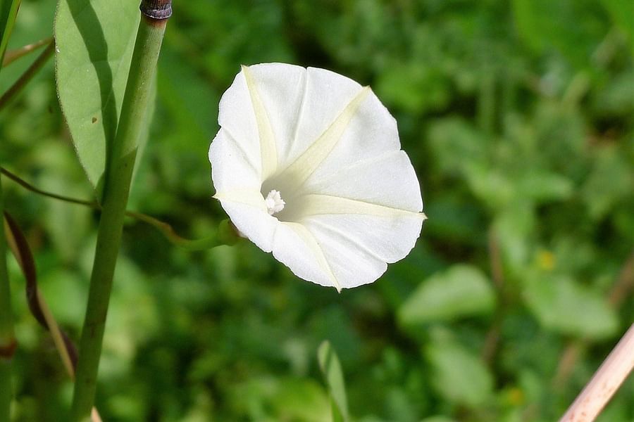 Moonflower Ipomoea alba bloom