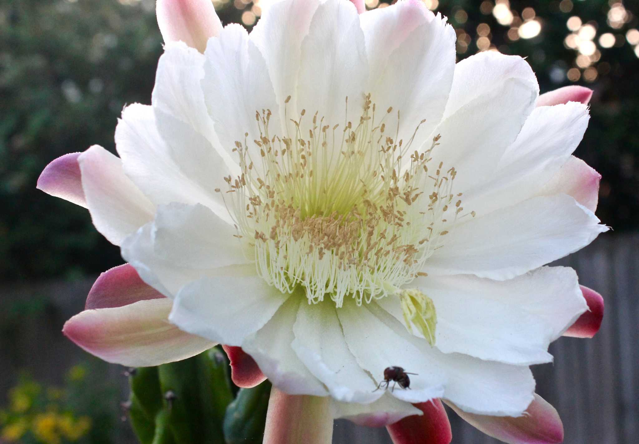 moths on night-blooming flowers
