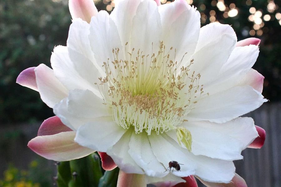 moths on night-blooming flowers