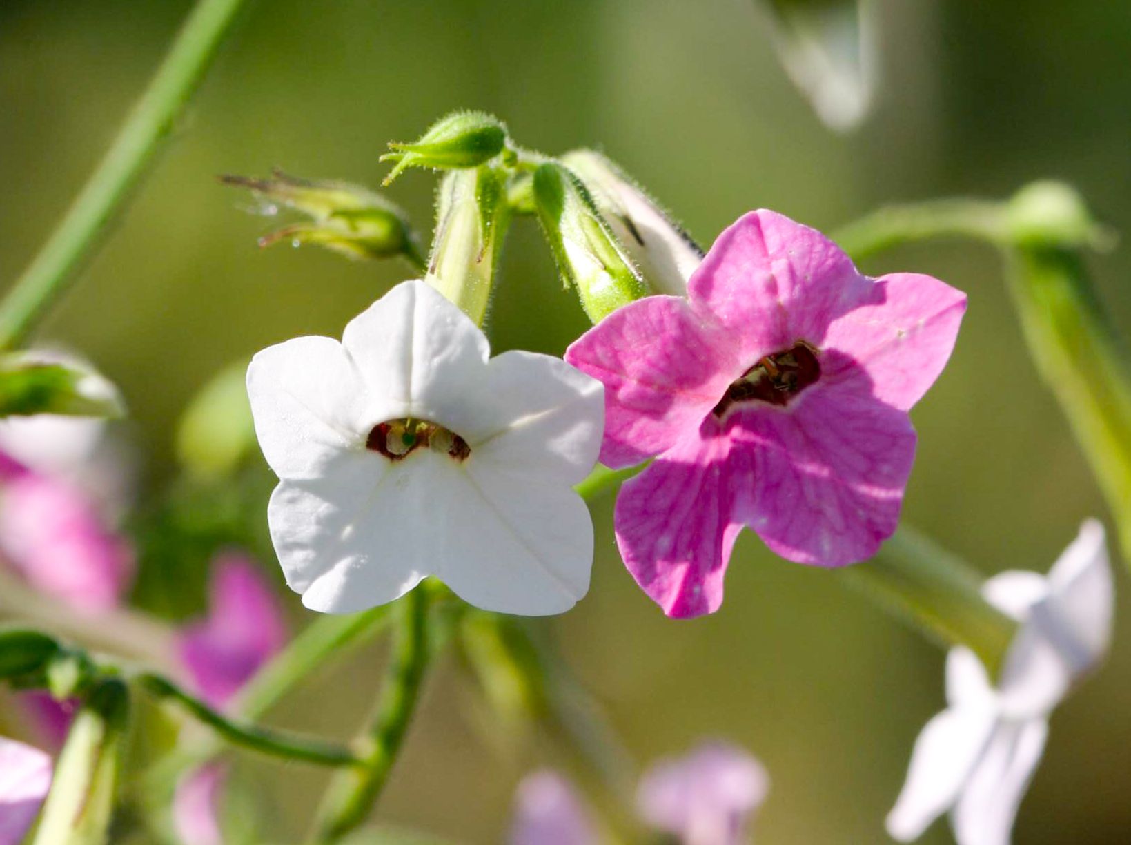 Nicotiana flowers at night