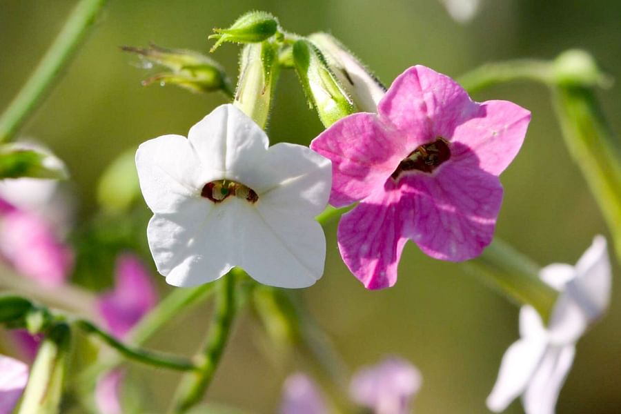 Nicotiana flowers at night