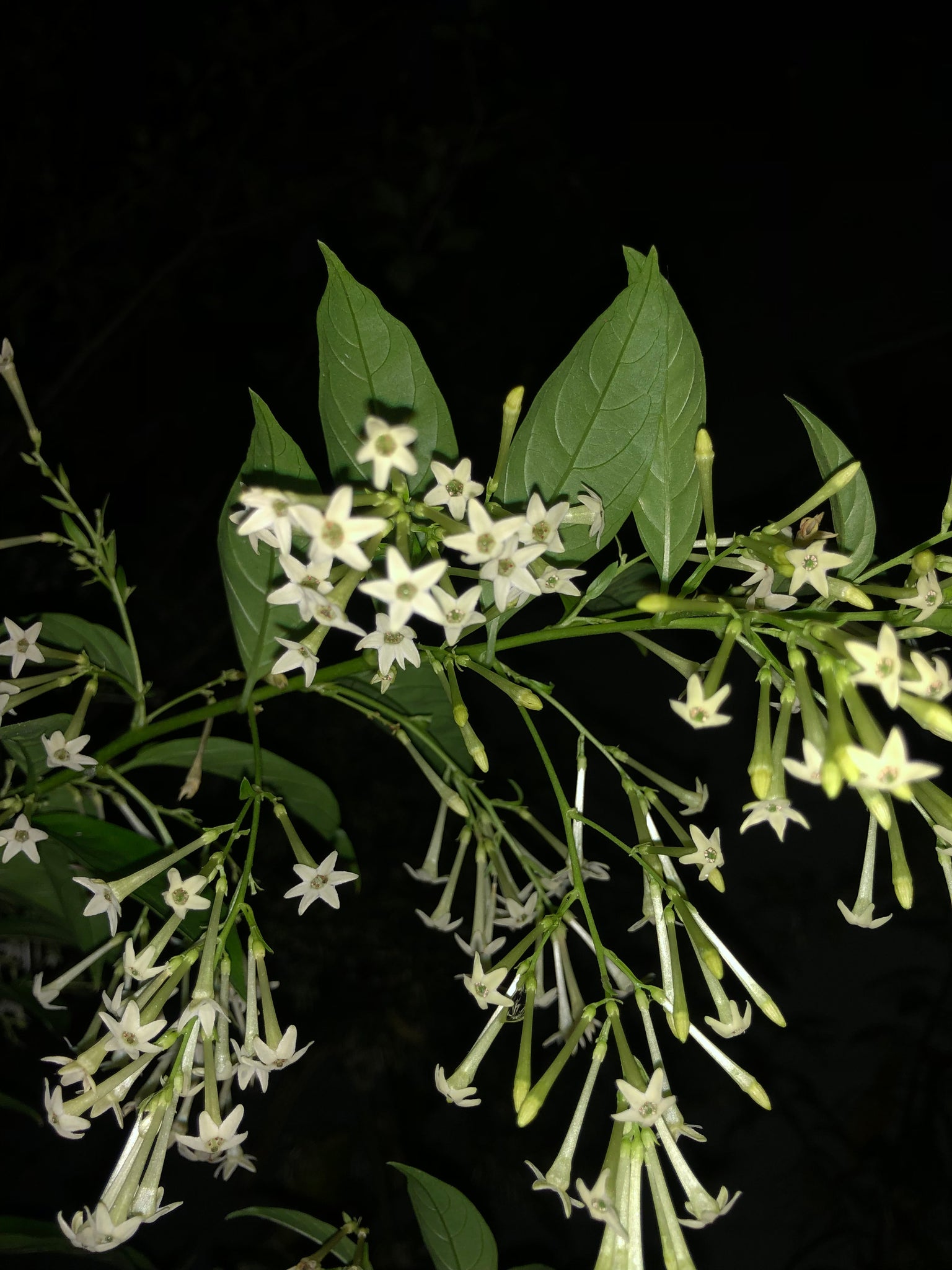 Night-Blooming Jasmine Cestrum nocturnum