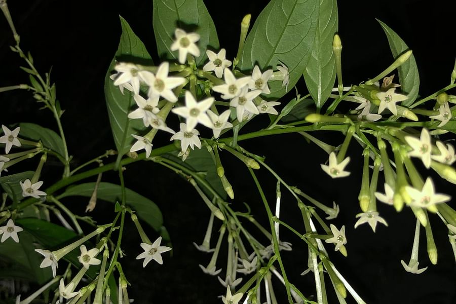 Night-Blooming Jasmine Cestrum nocturnum