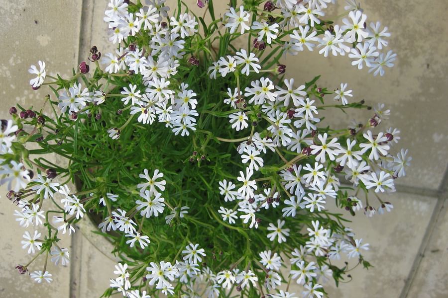 Night Phlox Zaluzianskya capensis flower