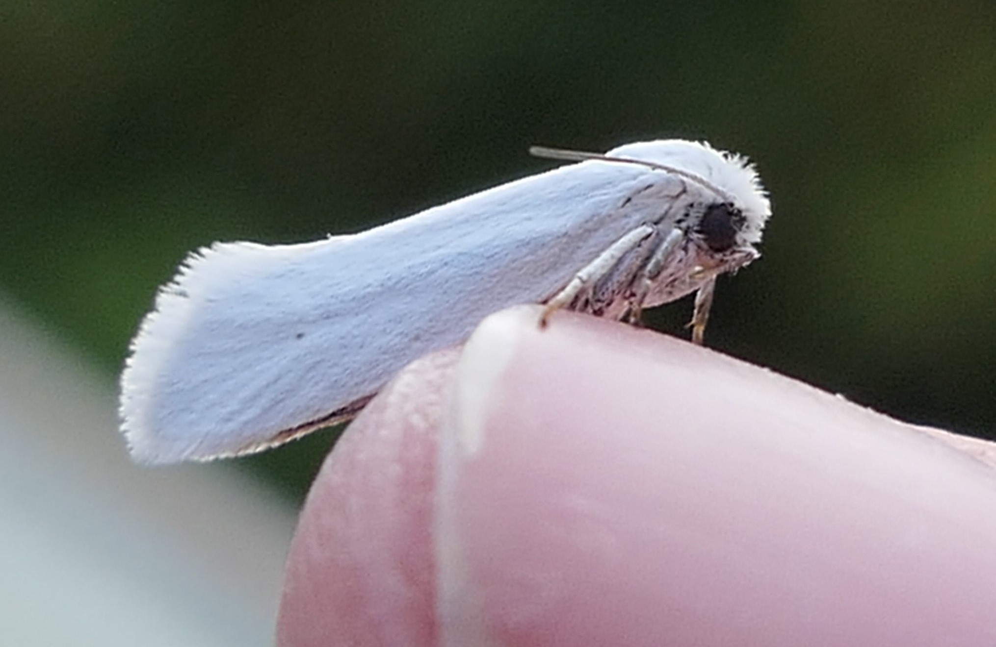 nocturnal beetles on white flowers