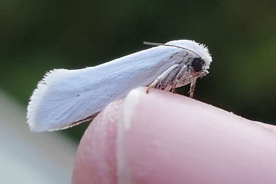 nocturnal beetles on white flowers