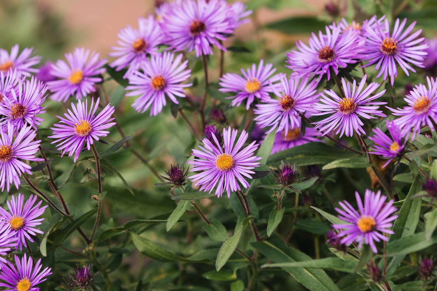 Asters plant