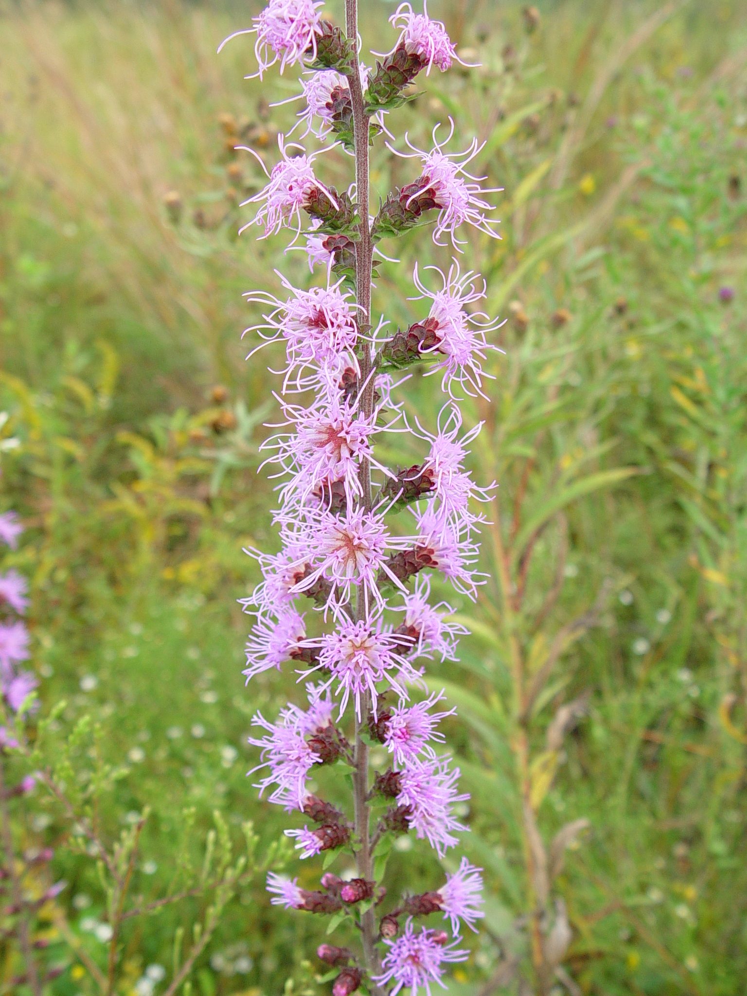 Blazing Star plant