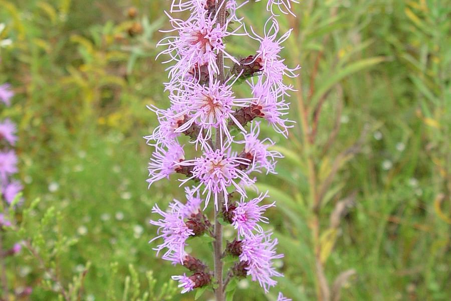 Blazing Star plant