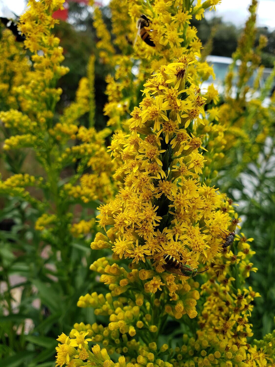 Goldenrod plant