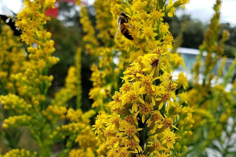 Goldenrod plant