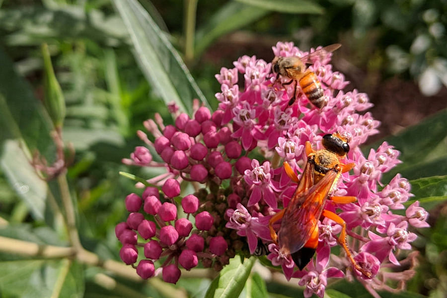 Milkweed plant