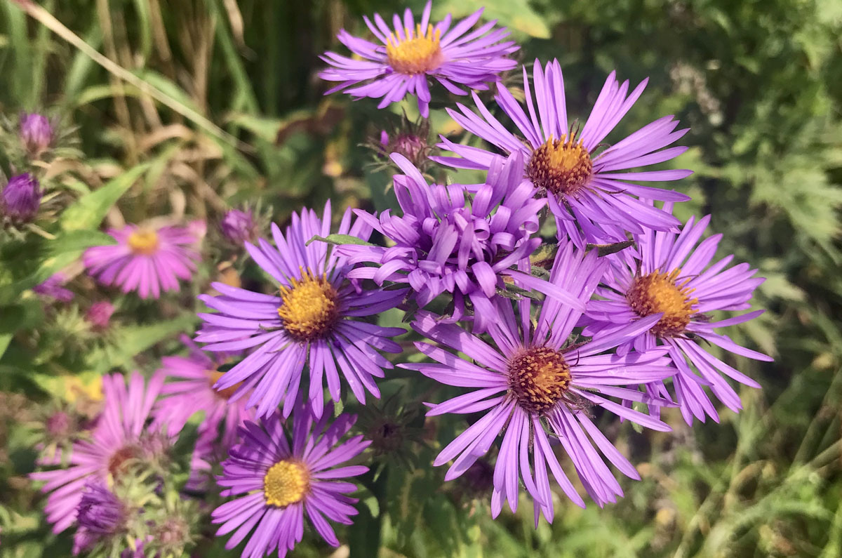 New England Aster